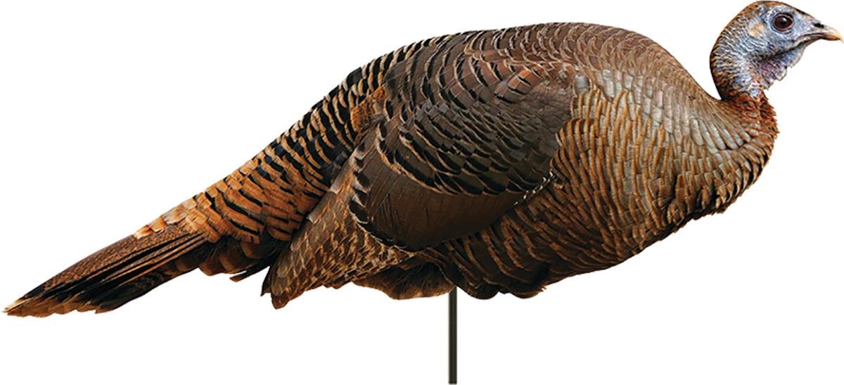 Buy Montana Decoy 0042 Spring Fling Hen, Lightweight, Realistic Turkey Decoy online