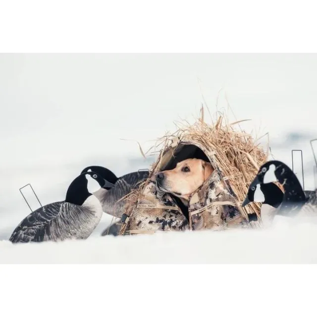 Rig 'Em Right 023-M Field Bully Dog Blind Optifade Marsh Camo - AdvenTec LLC dba Rig Em Right Outdoors