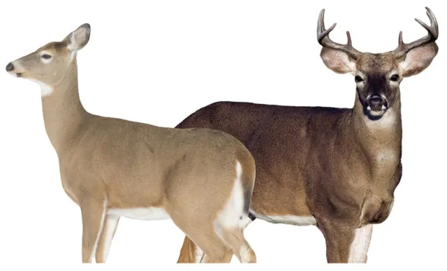 Montana Decoy 30 Dreamteam Buck/Doe Combo, Foldable, Easy Transport - Montana Decoy