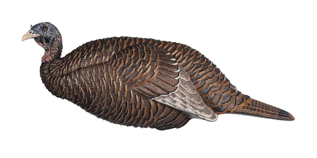 GSM Outdoors Flextone Thunder Chick Breeder Decoy Lifelike Hen Design - GSM Outdoors