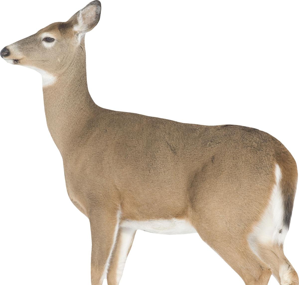 Buy Montana Decoy 0023 Whitetail Dreamy Doe, Lightweight, Quick Setup online