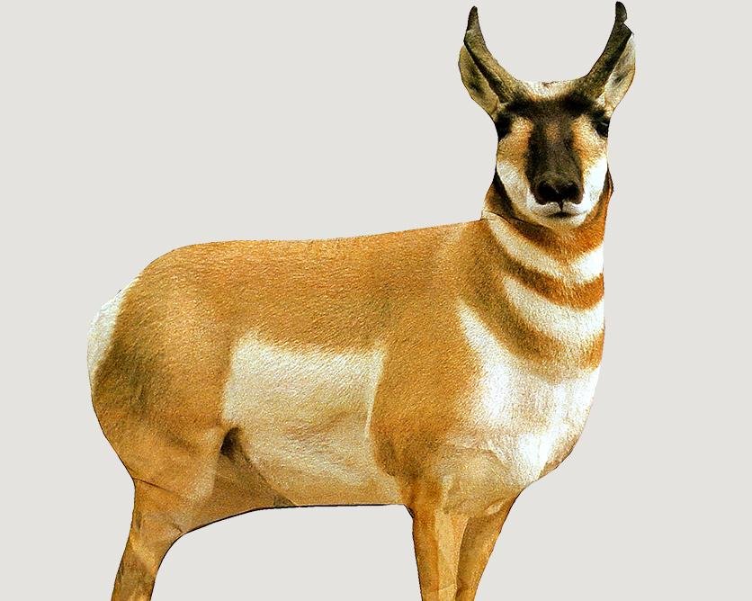 Buy Montana Decoy Antelope Buck 851234000034 Ultra-Compact Pop-Up Design online