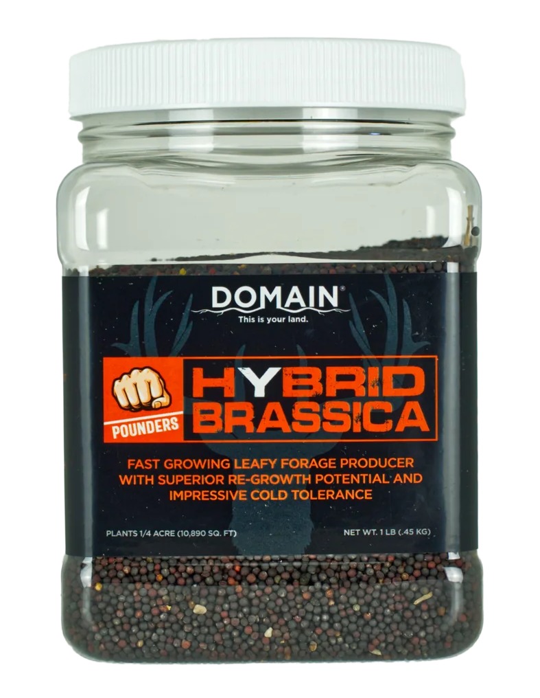 Domain DHBS1LB Hybrid Brassica Seed 1 Lb - Plants 1/4 Acre - Domain