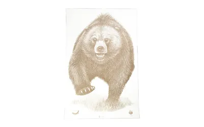 Action Target ASP-BB-100 Alaska Bear Target 23"x35" 100 Pack - View 2